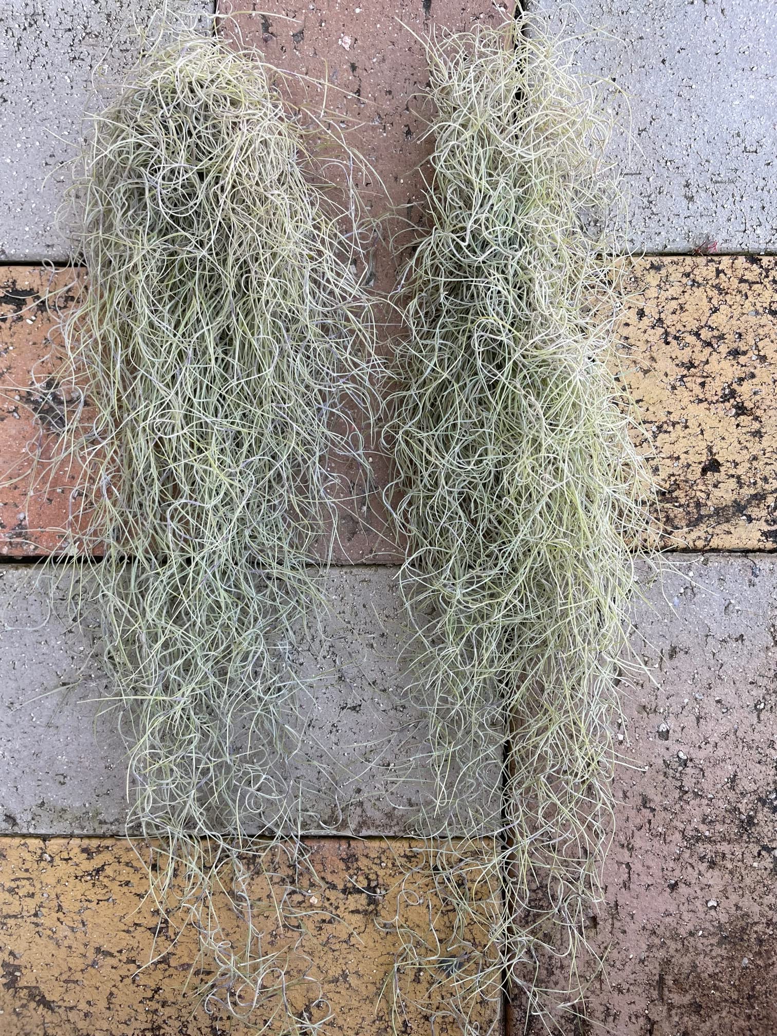 ②スパニッシュモス　ウスネオイデス　チランジア　観葉植物　吊り下げ　エアプランツ Amazon｜花言葉は「不屈」【エアプランツ「スパニッシュモス」2束